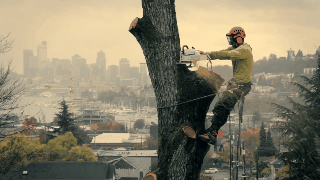 Un hombre corta un árbol